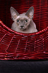 Devon Rex