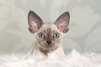 liegendes Devon Rex Ktzchen