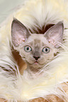 Devon Rex Ktzchen Portrait