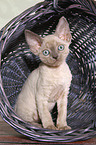 sitzendes Devon Rex Ktzchen