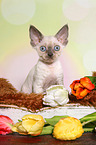 sitzendes Devon Rex Ktzchen