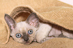 liegendes Devon Rex Ktzchen