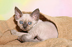 liegendes Devon Rex Ktzchen