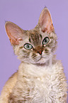 Devon Rex Portrait