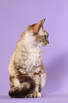 sitzende Devon Rex