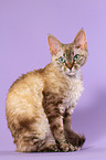 sitzende Devon Rex