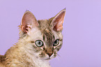 Devon Rex Portrait