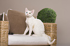 sitzende Devon Rex