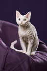 sitzende Devon Rex