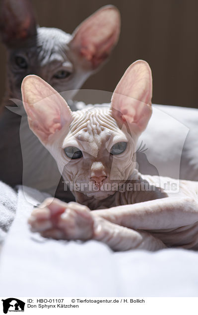 Don Sphynx Ktzchen / HBO-01107