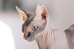 Don Sphynx