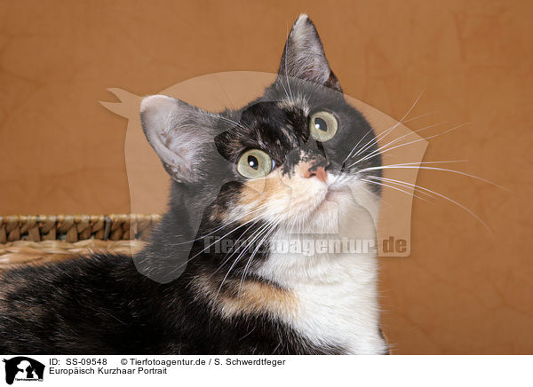 Europisch Kurzhaar Portrait / European Shorthair Portrait / SS-09548