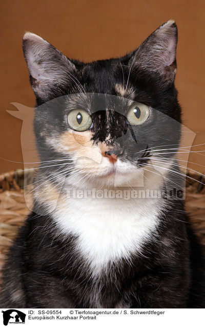 Europisch Kurzhaar Portrait / European Shorthair Portrait / SS-09554