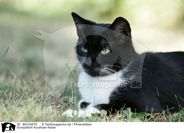 Europisch Kurzhaar Katze / cat / BS-03675