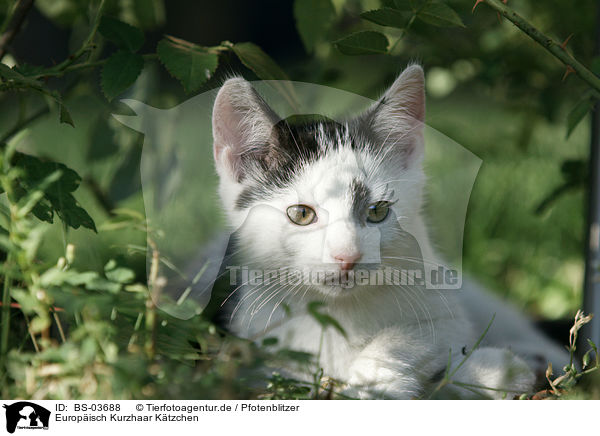 Europisch Kurzhaar Ktzchen / kitten / BS-03688