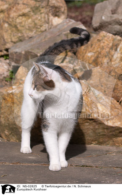 Europisch Kurzhaar / domestic cat / NS-02825