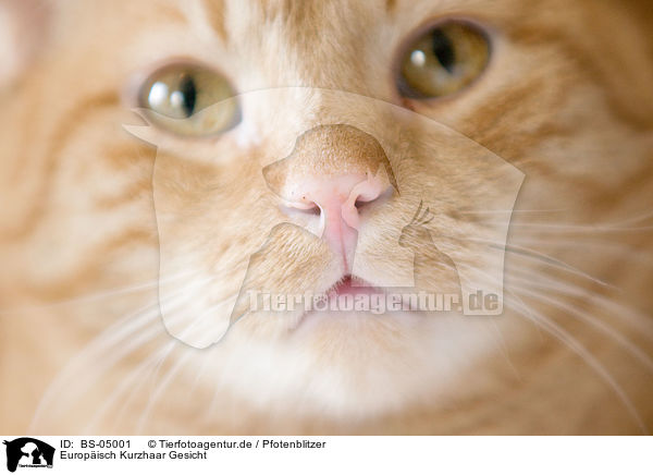 Europisch Kurzhaar Gesicht / domestic cat face / BS-05001