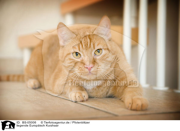 liegende Europisch Kurzhaar / lying domestic cat / BS-05006