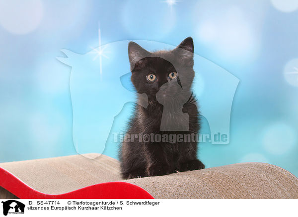 sitzendes Europisch Kurzhaar Ktzchen / sitting European Shorthair Kitten / SS-47714