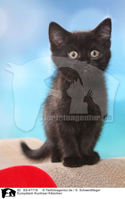 Europisch Kurzhaar Ktzchen / European Shorthair Kitten / SS-47718