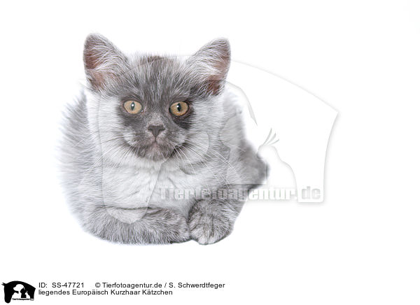 liegendes Europisch Kurzhaar Ktzchen / lying European Shorthair Kitten / SS-47721