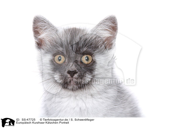 Europisch Kurzhaar Ktzchen Portrait / European Shorthair Kitten Portrait / SS-47725