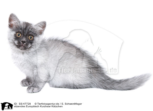 sitzendes Europisch Kurzhaar Ktzchen / sitting European Shorthair Kitten / SS-47728
