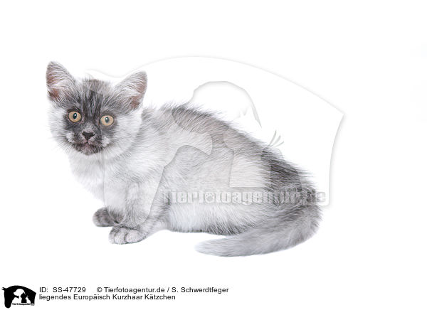 liegendes Europisch Kurzhaar Ktzchen / lying European Shorthair Kitten / SS-47729