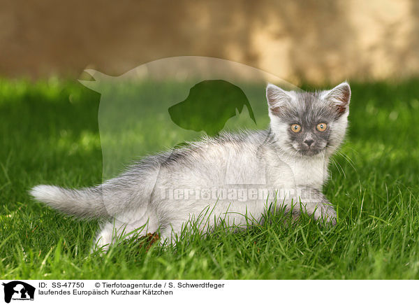 laufendes Europisch Kurzhaar Ktzchen / walking European Shorthair Kitten / SS-47750
