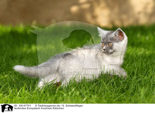 laufendes Europisch Kurzhaar Ktzchen / walking European Shorthair Kitten / SS-47751
