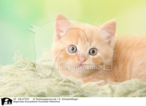 liegendes Europisch Kurzhaar Ktzchen / lying European Shorthair Kitten / SS-47767