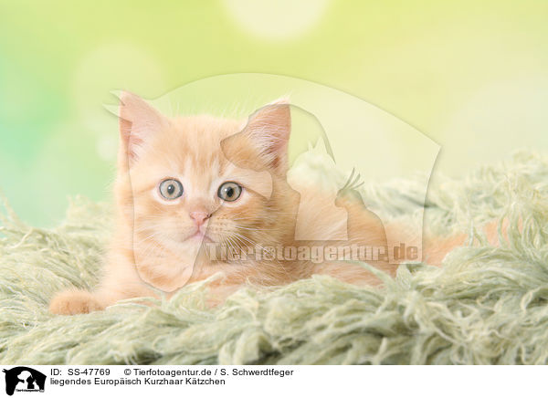 liegendes Europisch Kurzhaar Ktzchen / lying European Shorthair Kitten / SS-47769