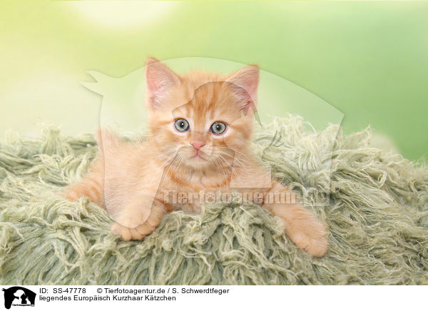 liegendes Europisch Kurzhaar Ktzchen / lying European Shorthair Kitten / SS-47778
