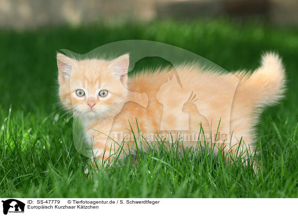 Europisch Kurzhaar Ktzchen / European Shorthair Kitten / SS-47779