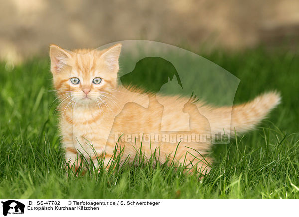 Europisch Kurzhaar Ktzchen / European Shorthair Kitten / SS-47782
