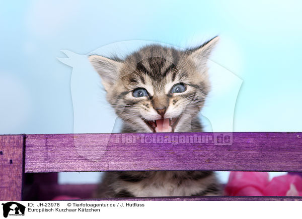 Europisch Kurzhaar Ktzchen / European Shorthair Kitten / JH-23978