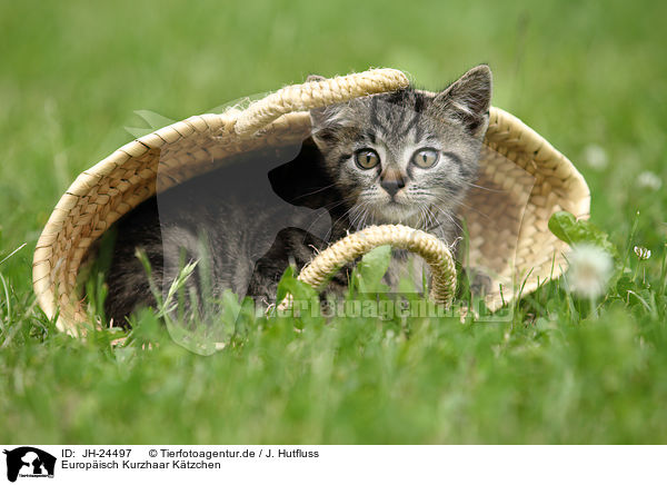 Europisch Kurzhaar Ktzchen / European Shorthair Kitten / JH-24497