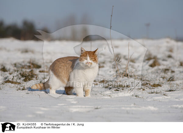 Europisch Kurzhaar im Winter / European Shorthair in winter / KJ-04355