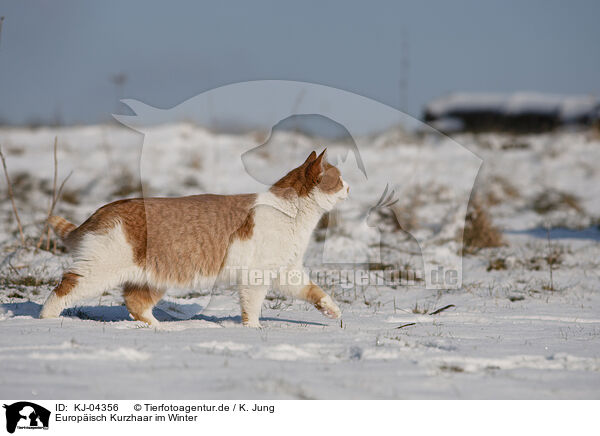 Europisch Kurzhaar im Winter / European Shorthair in winter / KJ-04356
