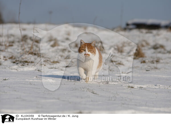 Europisch Kurzhaar im Winter / European Shorthair in winter / KJ-04359