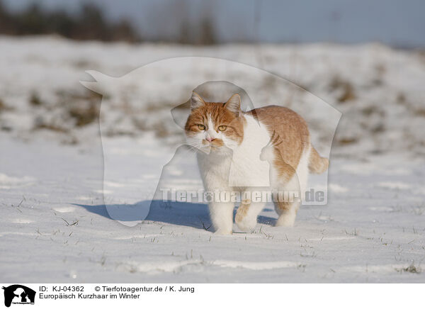 Europisch Kurzhaar im Winter / European Shorthair in winter / KJ-04362