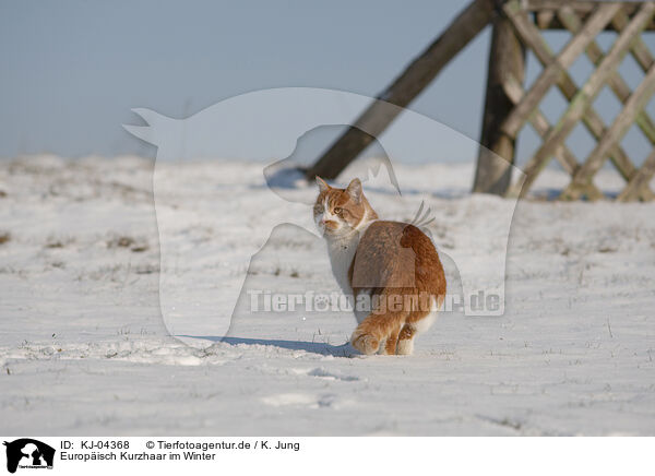 Europisch Kurzhaar im Winter / KJ-04368