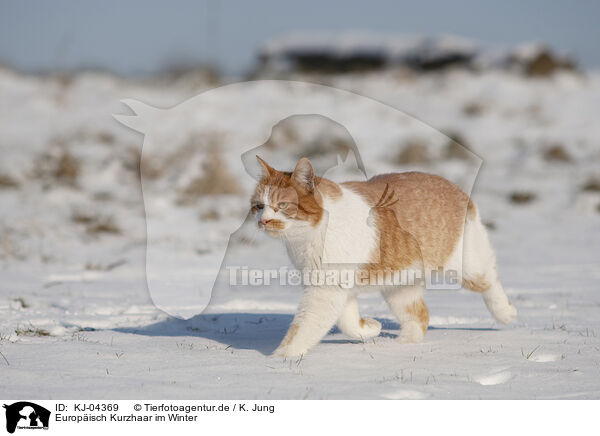 Europisch Kurzhaar im Winter / European Shorthair in winter / KJ-04369