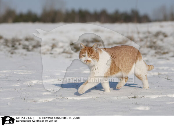 Europisch Kurzhaar im Winter / European Shorthair in winter / KJ-04371