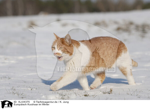 Europisch Kurzhaar im Winter / KJ-04375