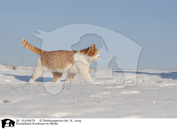 Europisch Kurzhaar im Winter / KJ-04474