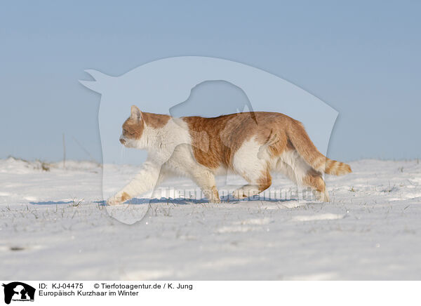 Europisch Kurzhaar im Winter / European Shorthair in winter / KJ-04475