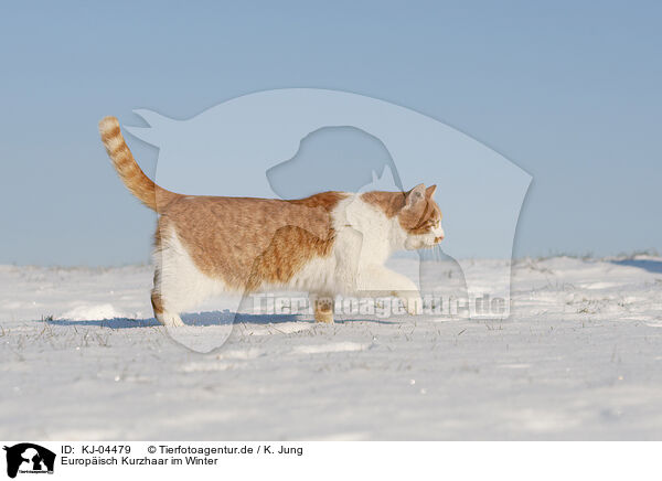 Europisch Kurzhaar im Winter / KJ-04479