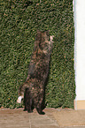 stehende Europisch Kurzhaar Katze