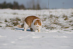 Europisch Kurzhaar im Winter